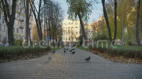 多莉拍摄的城市建筑和秋天公园慢慢移动与相机视频的预览图