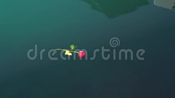 红玫瑰漂浮在海面上视频的预览图