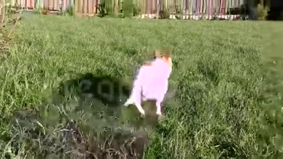 狗在草坪上跑来跑去奇瓦瓦视频的预览图