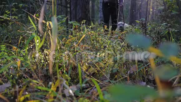 主人正在公园或森林里遛拉布拉多猎犬视频的预览图