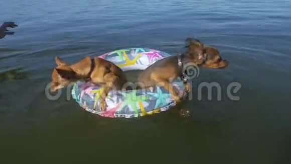 狗在水里游泳视频的预览图