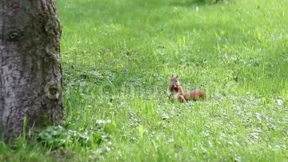 红松鼠咬坚果夏天公园里可爱的动物视频的预览图
