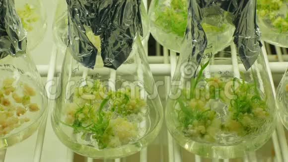 瓶管试验生长生物技术植物实验室研究药用植物大麦和黑豆视频的预览图