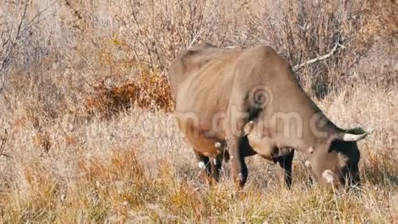 深秋一头灰色的母牛在草地上觅食视频的预览图