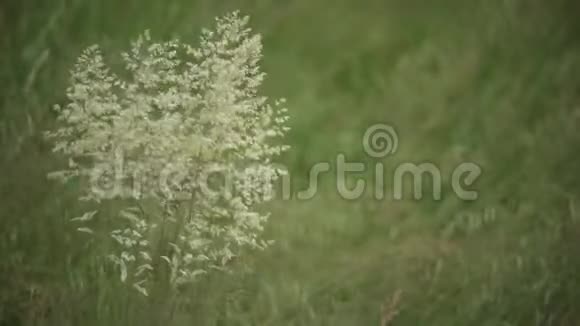 燕麦植物的细节视频的预览图