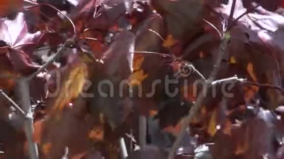秋风中红叶的特写舞蹈视频的预览图