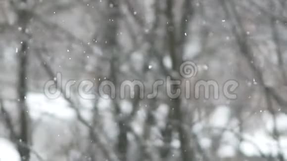 在城市街道上飞雪光秃秃的树枝视频的预览图