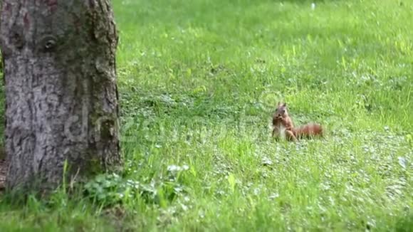 红松鼠咬坚果夏天公园里可爱的动物视频的预览图
