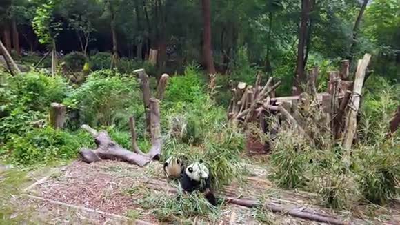两只大熊猫吃竹叶视频的预览图