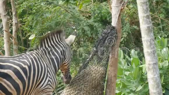 斑马在动物园吃干草视频的预览图