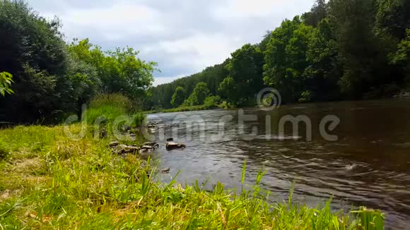 美丽的河流在夏天被森林树木包围林地内树状河岸景观视频的预览图