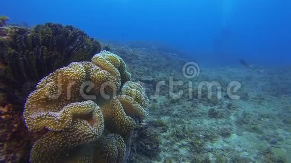 潜水者潜水员剪影黄色珊瑚与平静的蓝海背景视频的预览图