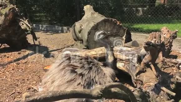 鸵鸟坐在动物园的原木附近视频的预览图