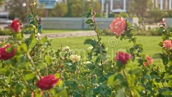 公园里玫瑰花丛的慢动作视频的预览图
