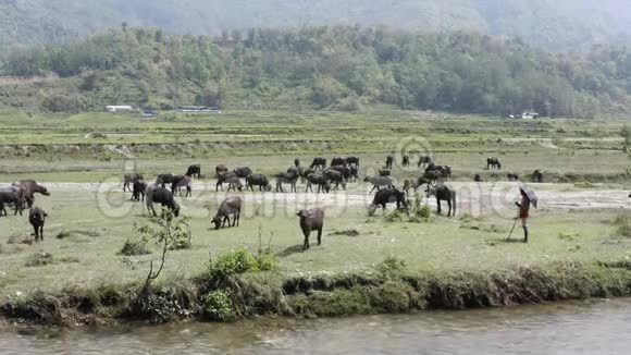 尼泊尔阿纳普尔纳沿着河走的牛空中镜头视频的预览图