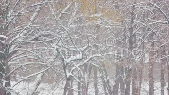冬天的森林里下雪视频的预览图