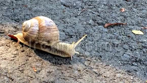 吃蜗牛走过一条路视频的预览图