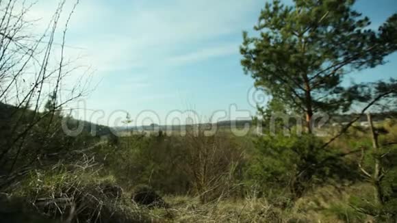 松林和蚁丘的景色尊重自然的概念视频的预览图