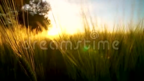 风中熟麦穗夕阳透过镜头照耀视频的预览图