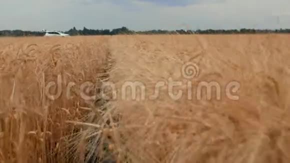 小麦和黑麦的成熟小穗一辆白色汽车背景上的麦田和蓝天之间的小路4k4k视频视频的预览图