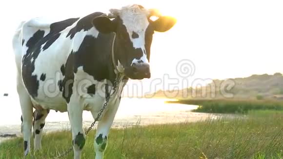 在海边的一片草地上发现牛吃草视频的预览图