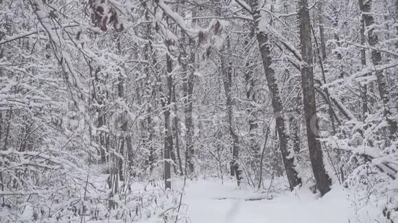 美丽的冬季森林清新的白雪纷飞视频的预览图