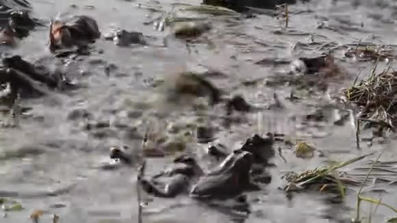在交配季节蟾蜍聚集在洪水泛滥的田野上视频的预览图
