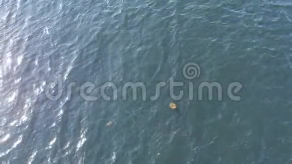 降落在一个腐烂的码头上视频的预览图
