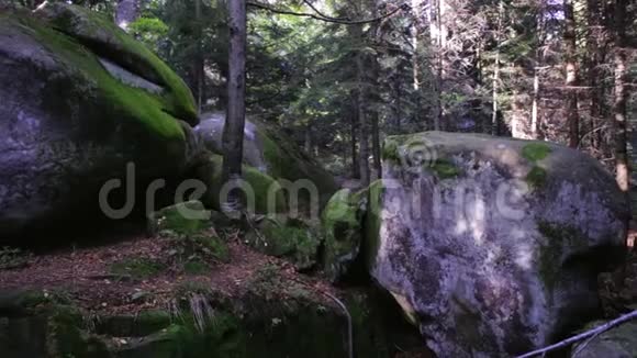 荒野山水林田古老的悬崖和苔藓覆盖着戏剧性的魔法树林里的岩石视频的预览图