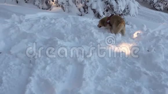 山救援狗4k视频的预览图