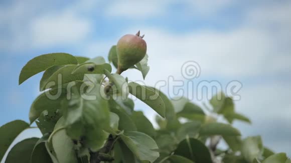 树枝上挂着成熟的梨子天空上挂着云视频的预览图