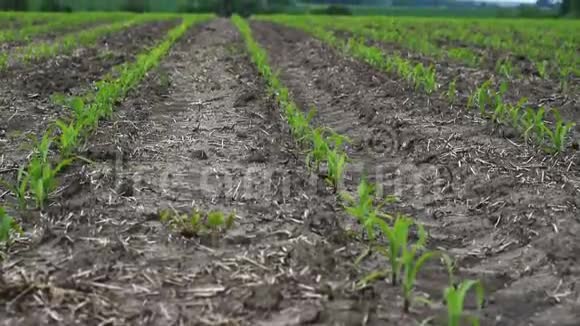 年轻玉米作物的田地视频的预览图