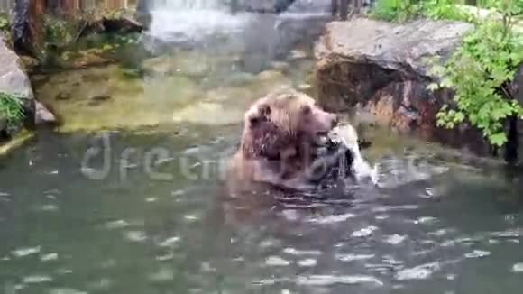 棕熊在水里吃视频的预览图