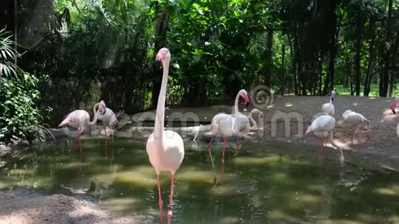 动物园里湖上的一群火烈鸟动物园里动物的概念泰国芭堤雅动物园视频的预览图