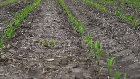 年轻玉米作物的田地视频的预览图