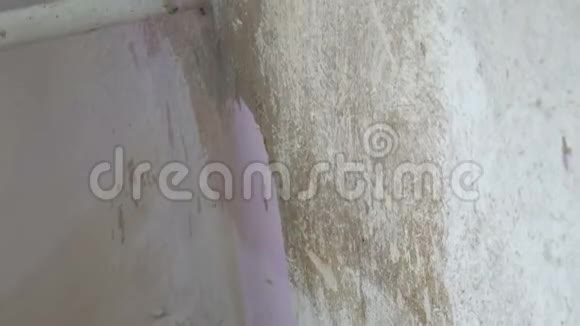 一只雌性手用特殊的刷子在墙上涂抹墙纸胶水以便以后粘贴壁纸视频的预览图
