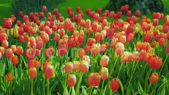 红色和橙色郁金香在绿色草坪背景下荷兰著名的基肯霍夫公园视频的预览图
