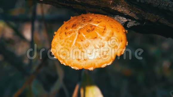 黄菇菌在树上生长视频的预览图
