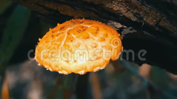 黄菇菌在树上生长视频的预览图