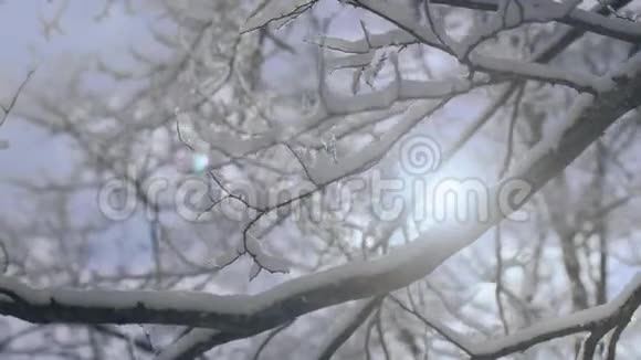 在阳光明媚的日子里冬天的森林里阳光把树枝遮得很近覆盖着厚厚的一层新鲜的雪视频的预览图