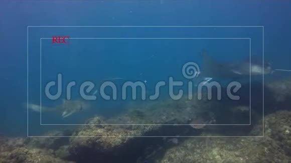 优雅的豹鲨和蓝色海洋中平静的曼塔射线相机取景器视频视频的预览图