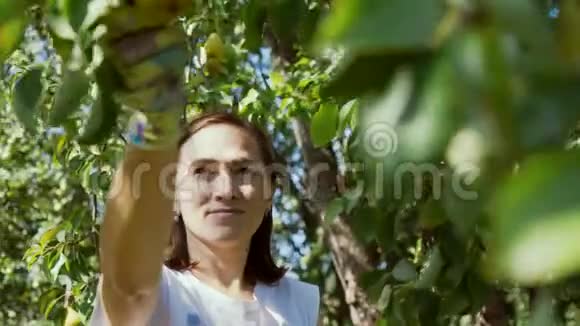女人从树上收集梨收获视频的预览图