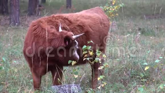 在一个阴沉的夏日红白牛在松林中放牧视频的预览图
