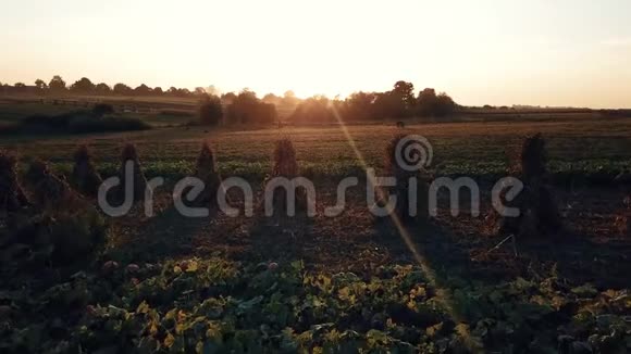 日落时分飞过草地日落时草地上的牛视频的预览图