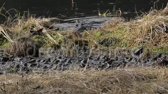 许多蟾蜍在交配季节聚集视频的预览图