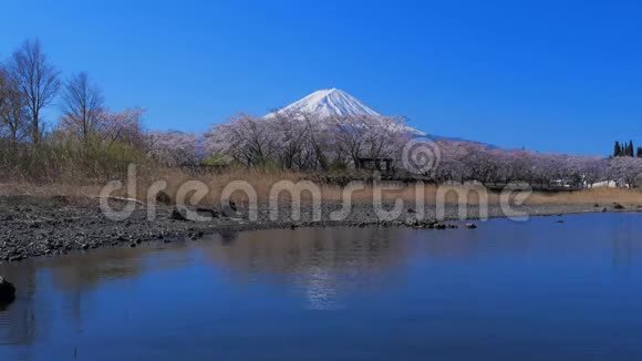 山日本川口湖雅崎湖公园樱花富士视频的预览图