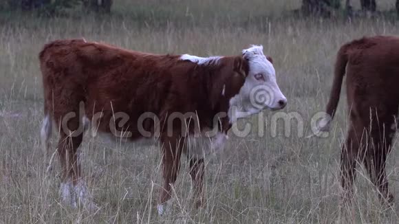棕色和白色的奶牛站在森林附近的一片草地上视频的预览图