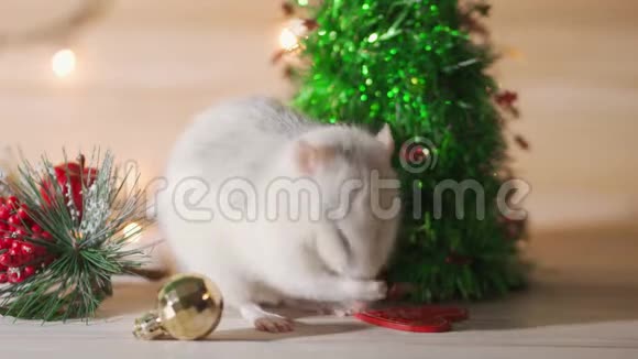 白鼠爬在新年装饰品圣诞树玩具球上新的2020年和2032年文号视频的预览图