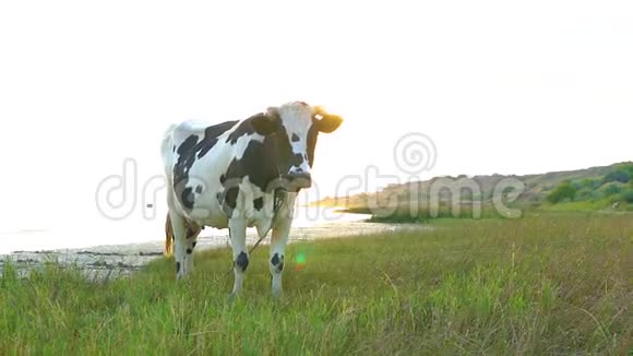 在海边的一片草地上发现牛吃草视频的预览图