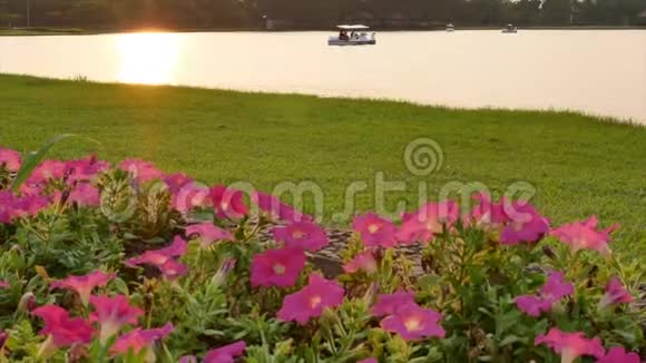 夕阳下的粉红色花朵和金色的湖视频的预览图